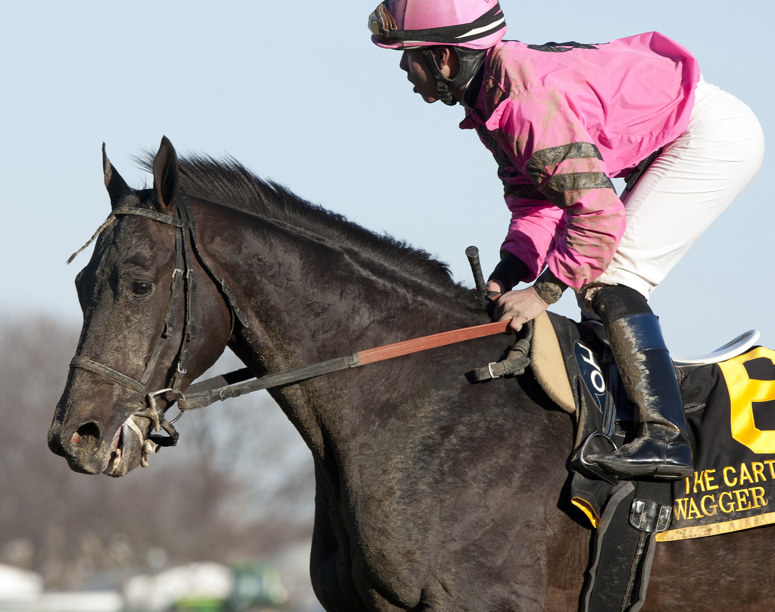 Swagger Jack, Carter Handicap