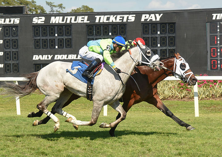 Swagger Jagger wins the 2018 Turf Classic Stakes