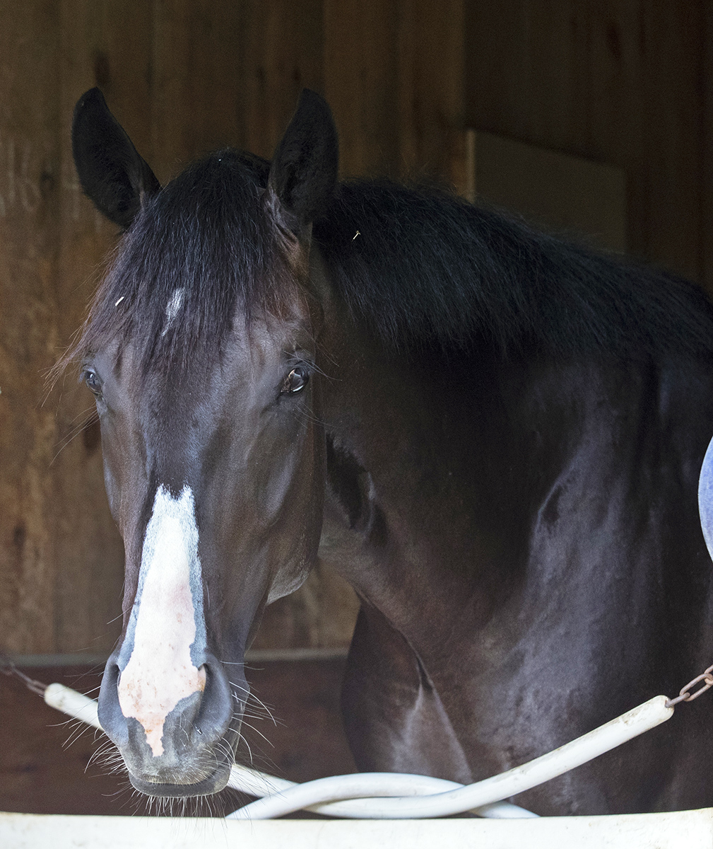 Swamp Rat in his stall at Saratoga
