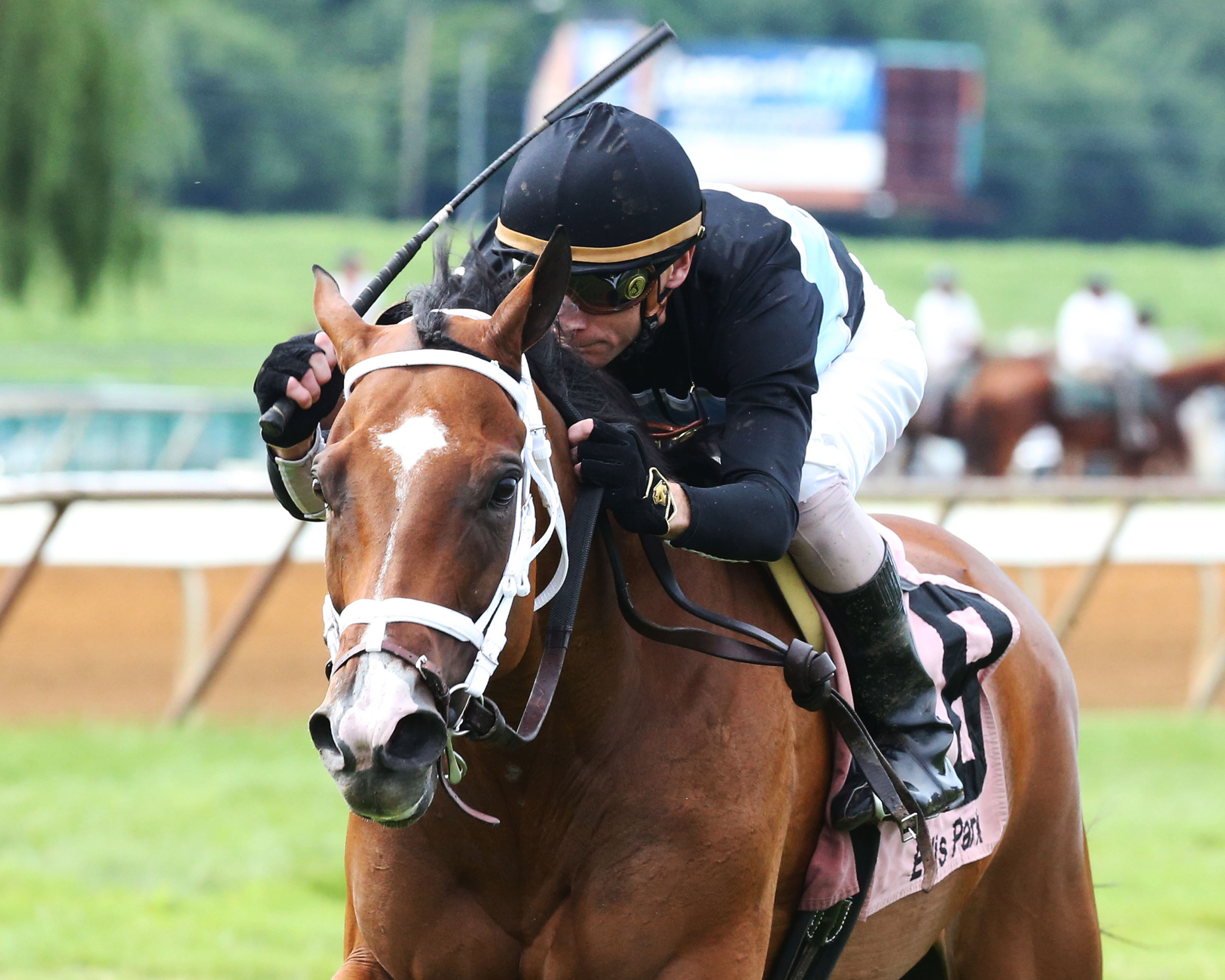 Sweet Acclaim wins the Ellis Park Turf Stakes