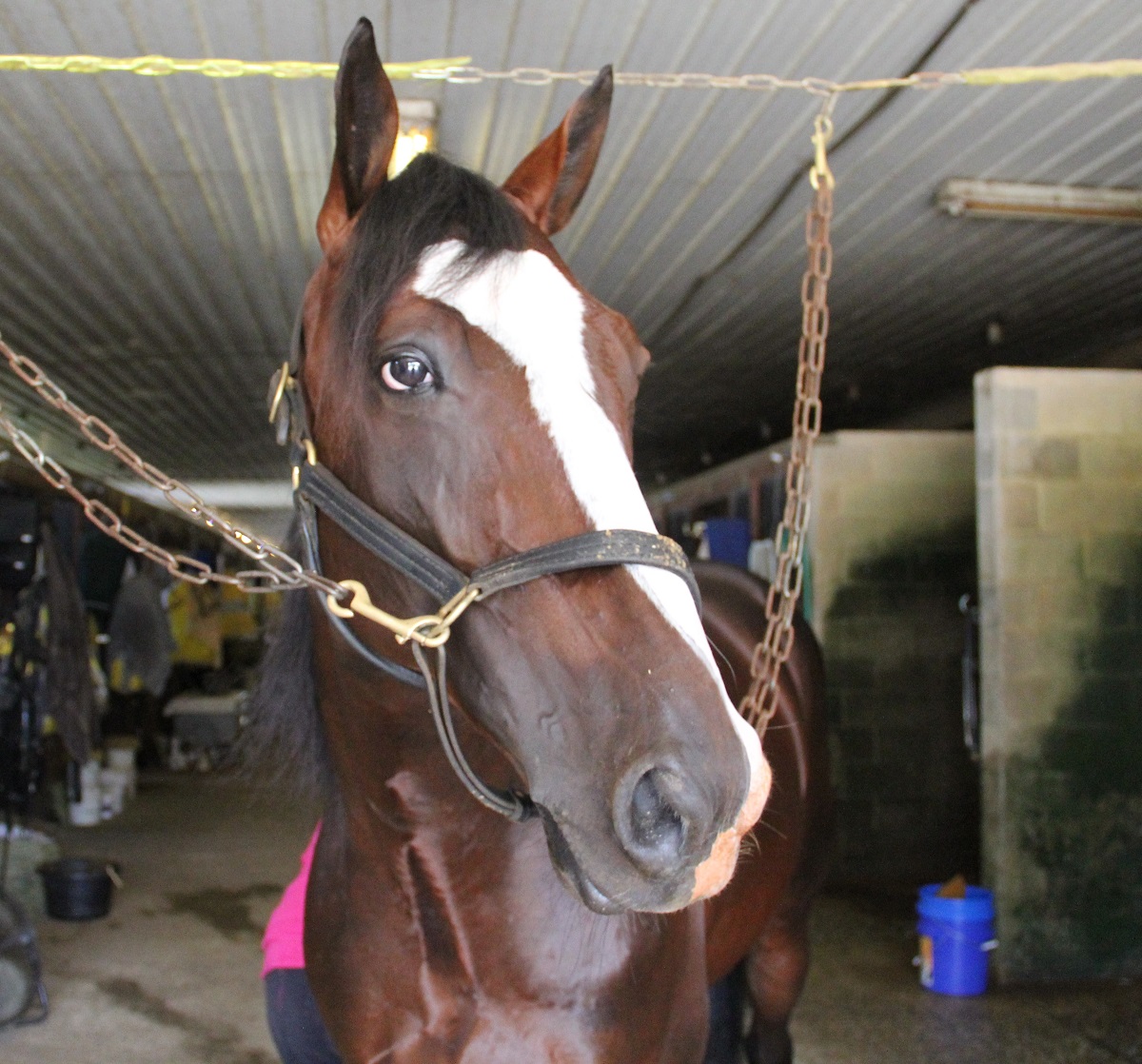 Sweet Lou