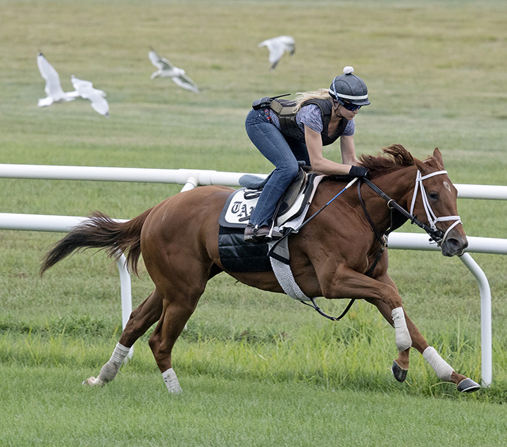 Sweet Melania trains at Saratoga Race Course on Aug. 16