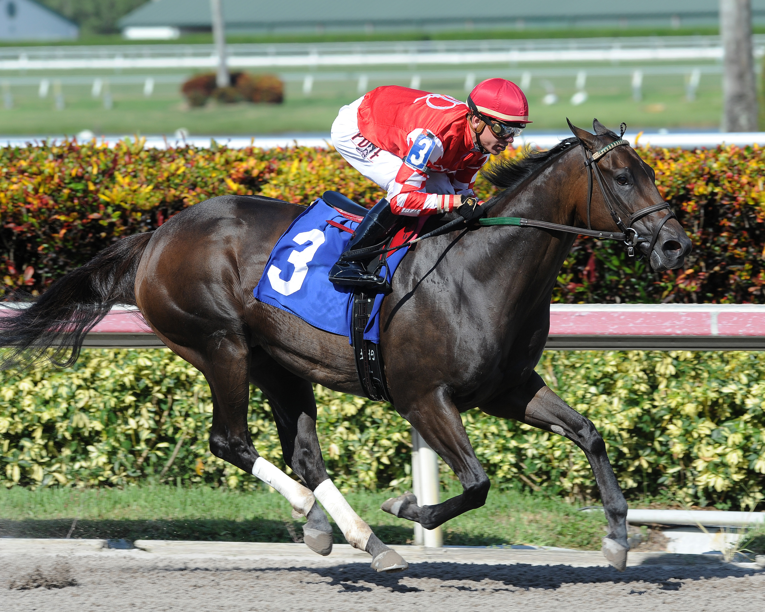 Sweet Parang wins a maiden race