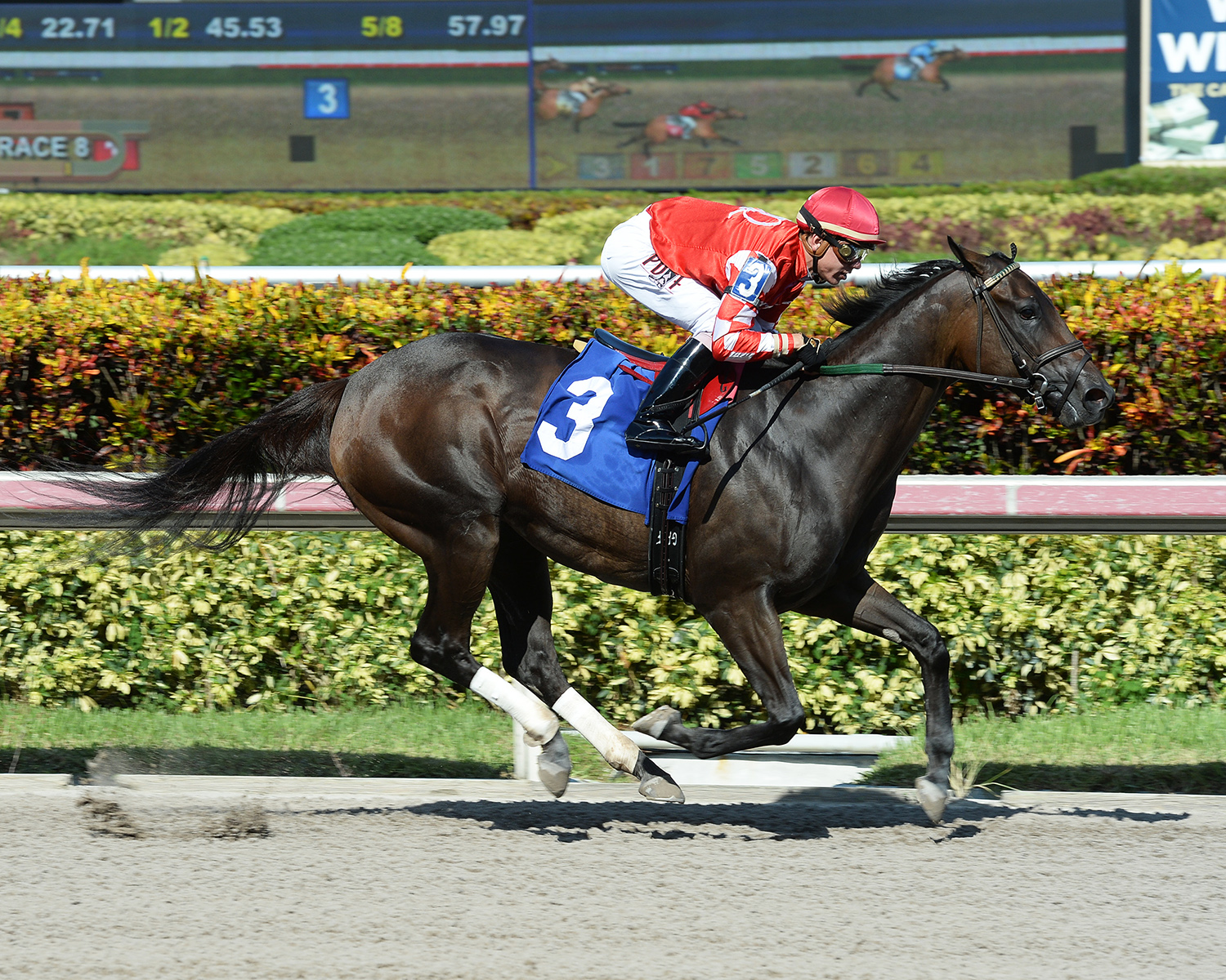 Sweet Parang wins an Aug. 21, 2016 maiden race