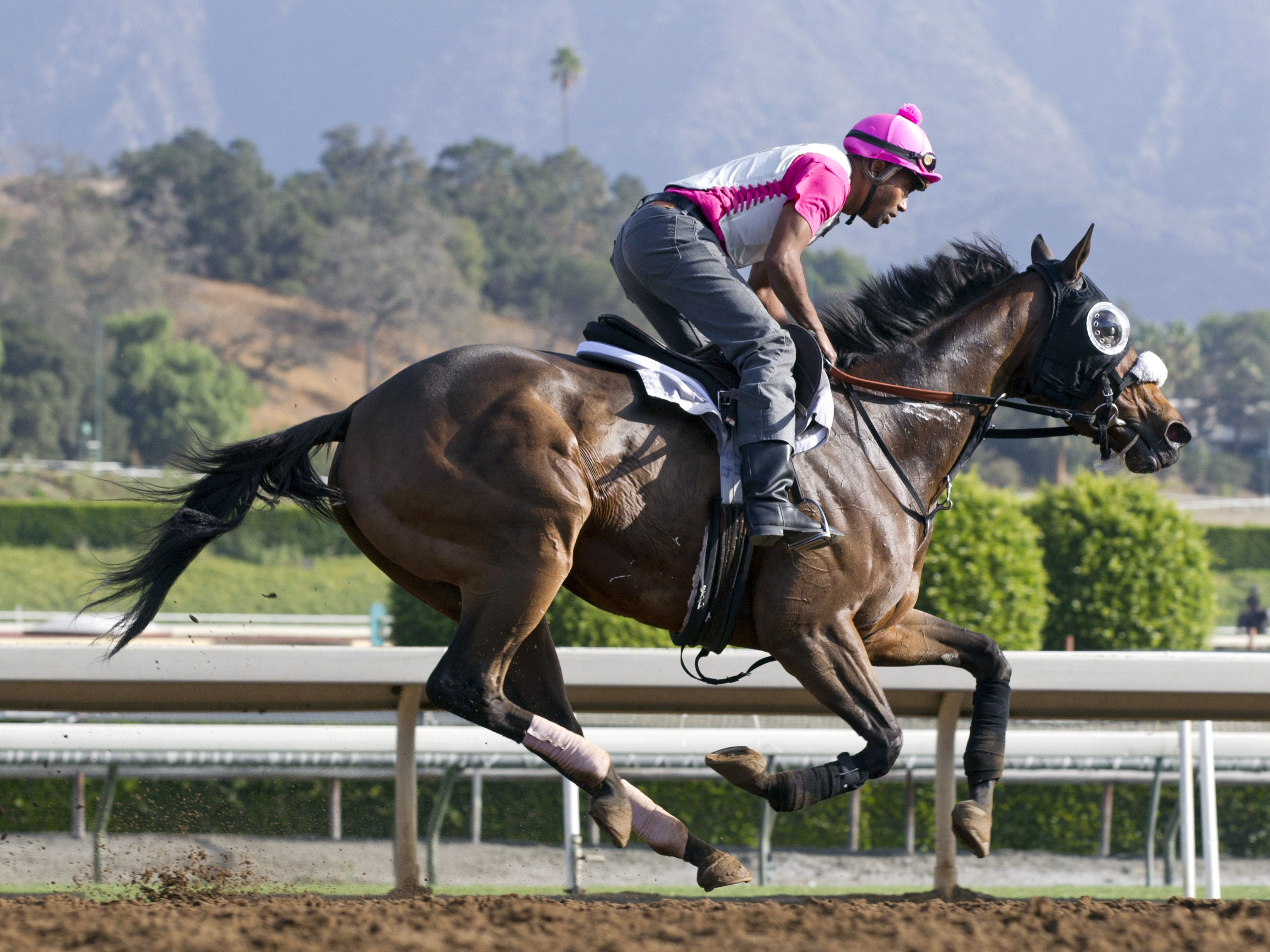 Sweet Reason training for 2014 Breeders' Cup