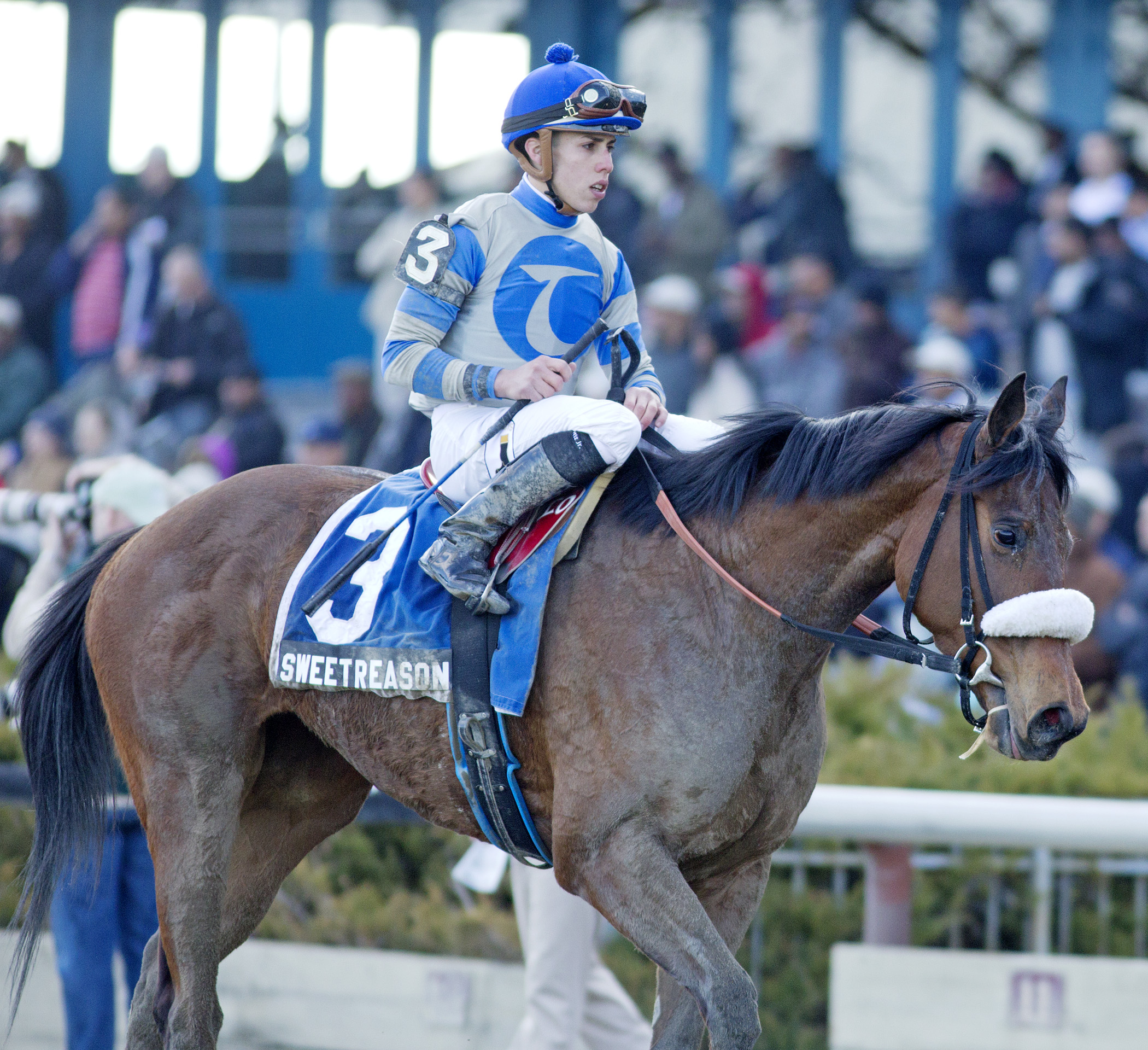 Sweet Reason finishes third in the Gazelle