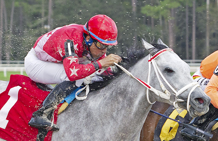 Sweetontheladies finishes second in the Pelican Stakes