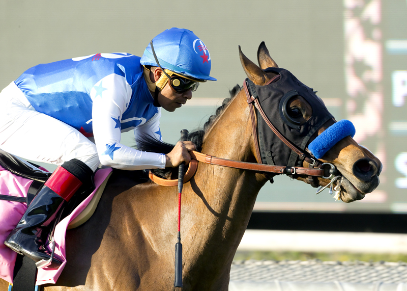 Swift Lady 2-14-2016