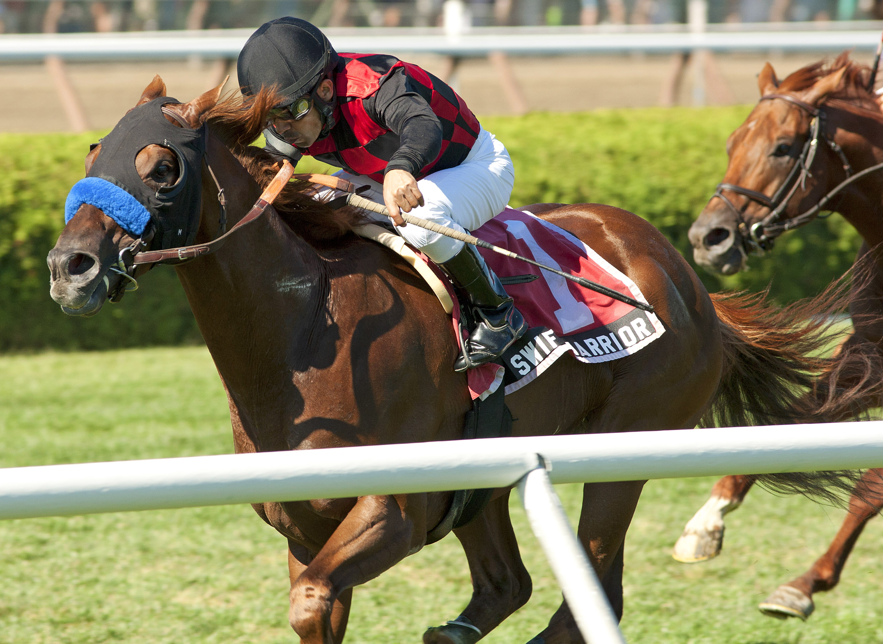 Swift Warrior/Win Stakes