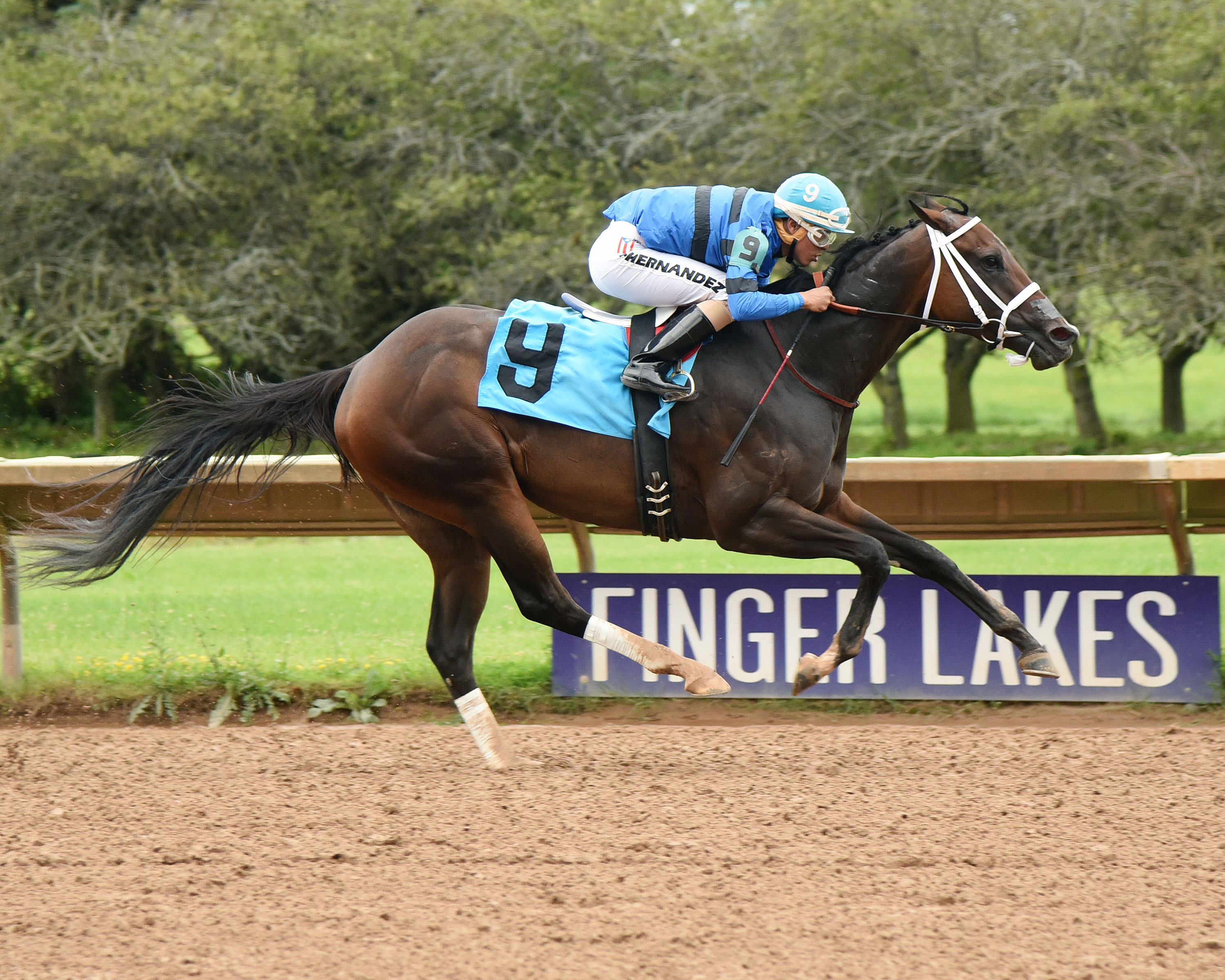 Swing and Sway wins the Niagara Stakes