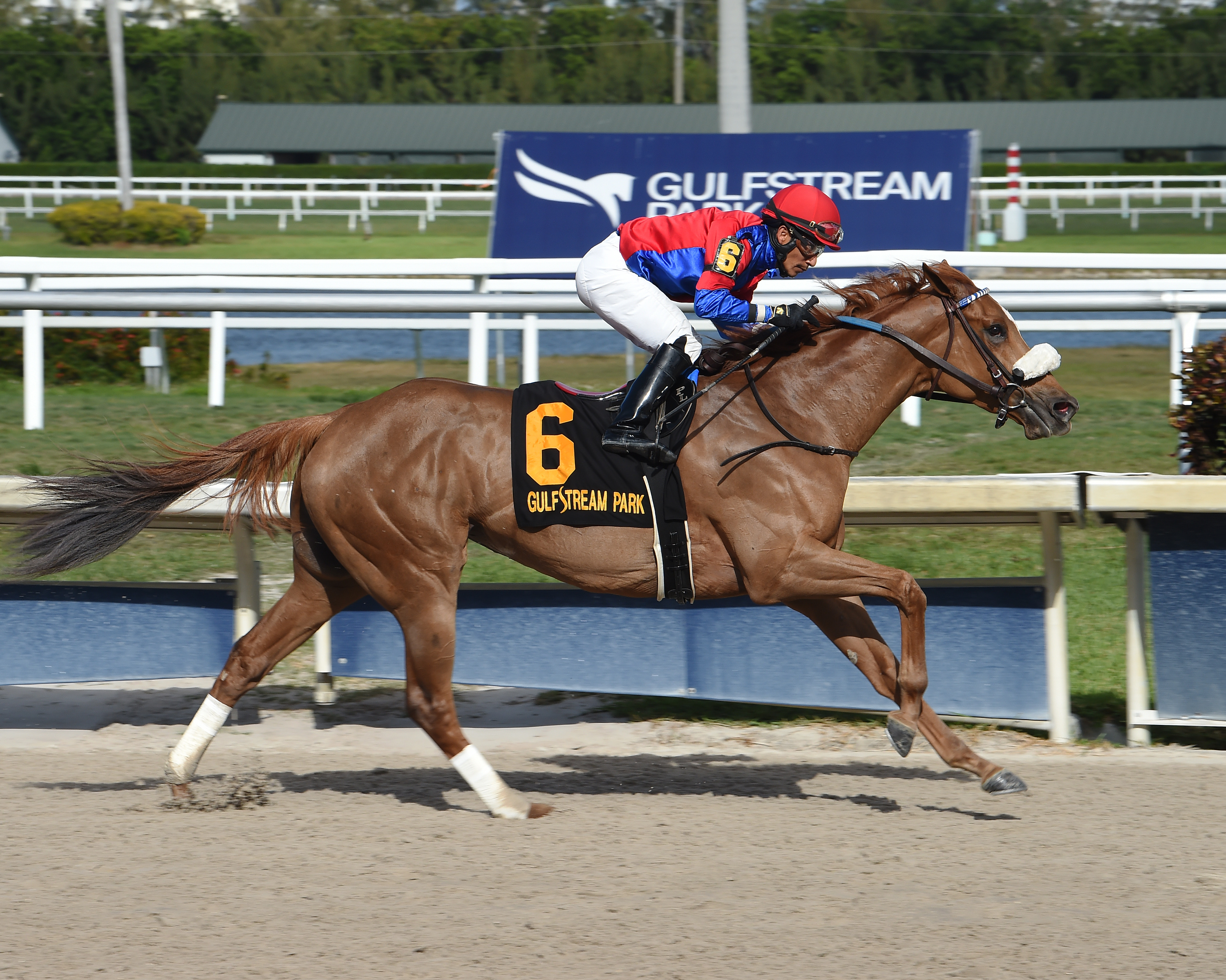 Swiss Skydiver wins the 2020 Gulfstream Oaks