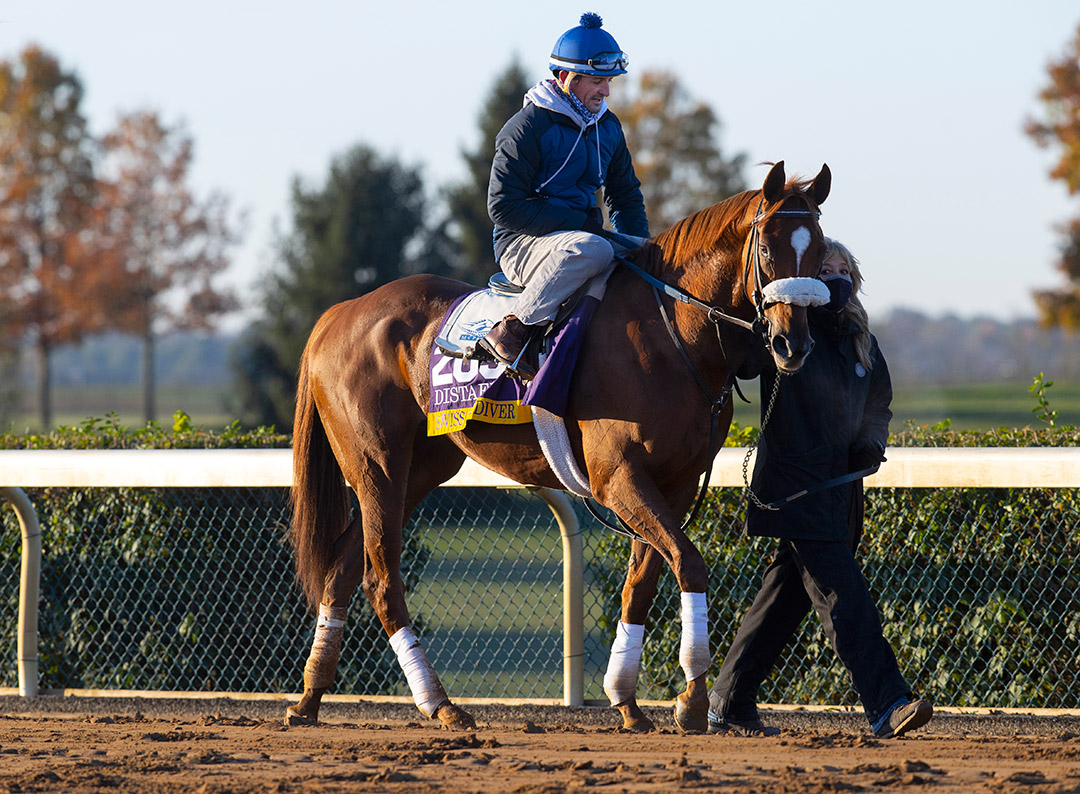 Swiss Skydiver at Keeneland Racecourse before the Breeders' Cup