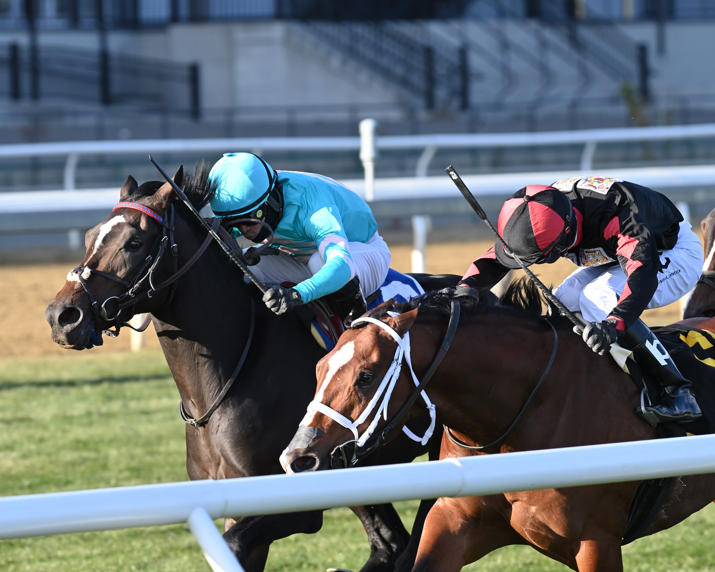 Sy Dog (left) beats Ohtwoohthreefive by a nose in the Central Park.11-27-2021