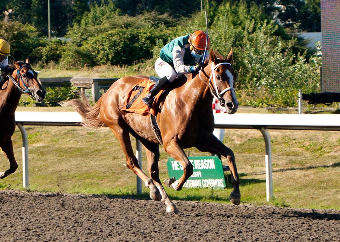 Synergy wins the 2020 Sir Winston Churchill Stakes at Hastings Racecourse
