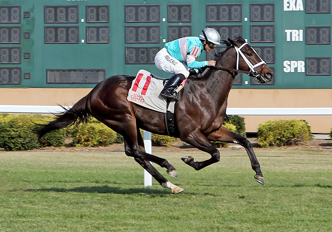 T D Dance wins an Oct. 6 maiden race at Indiana Grand