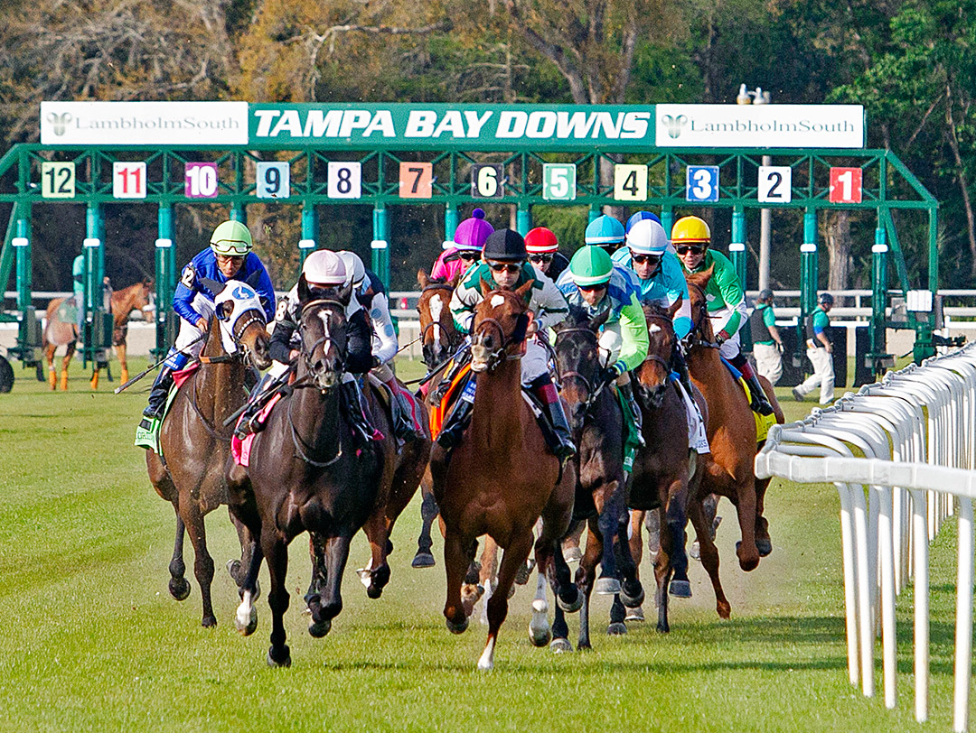 Tampa Bay Downs turf racing