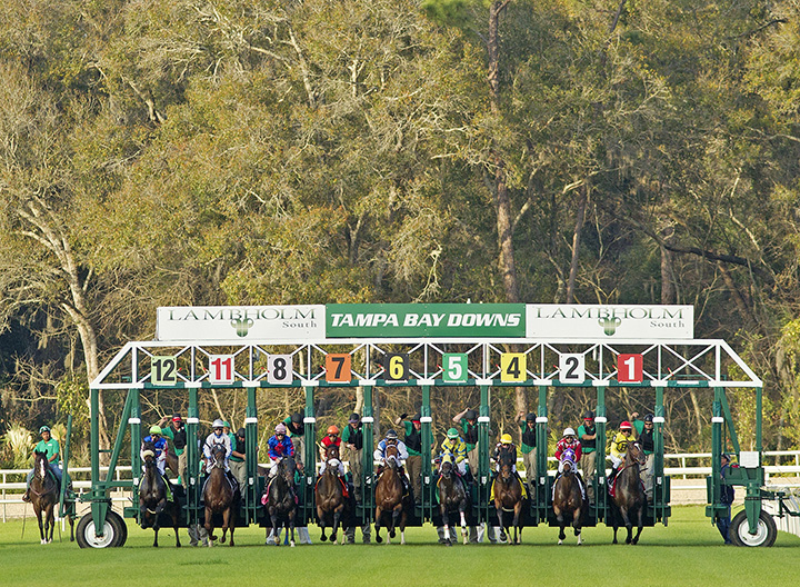 Tampa Bay Downs starting gate