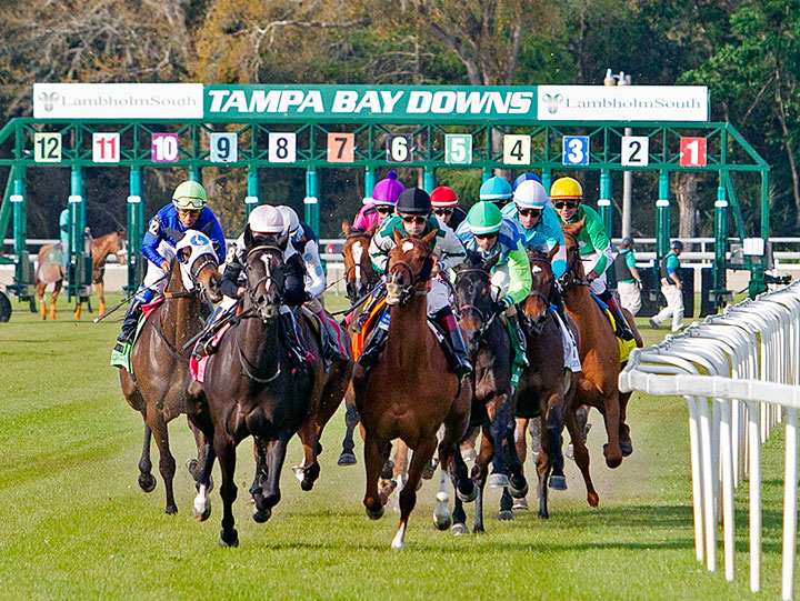 Turf racing at Tampa Bay Downs, March 2020