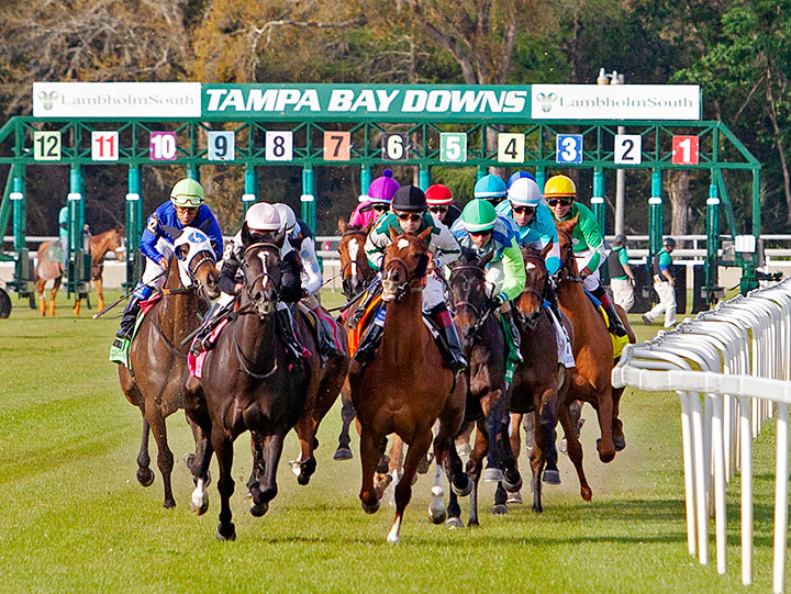 Tampa Bay Downs turf racing
