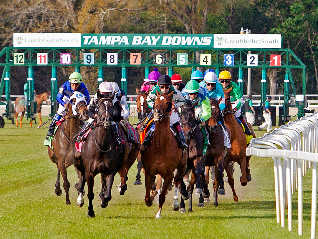 Tampa Bay Downs racing