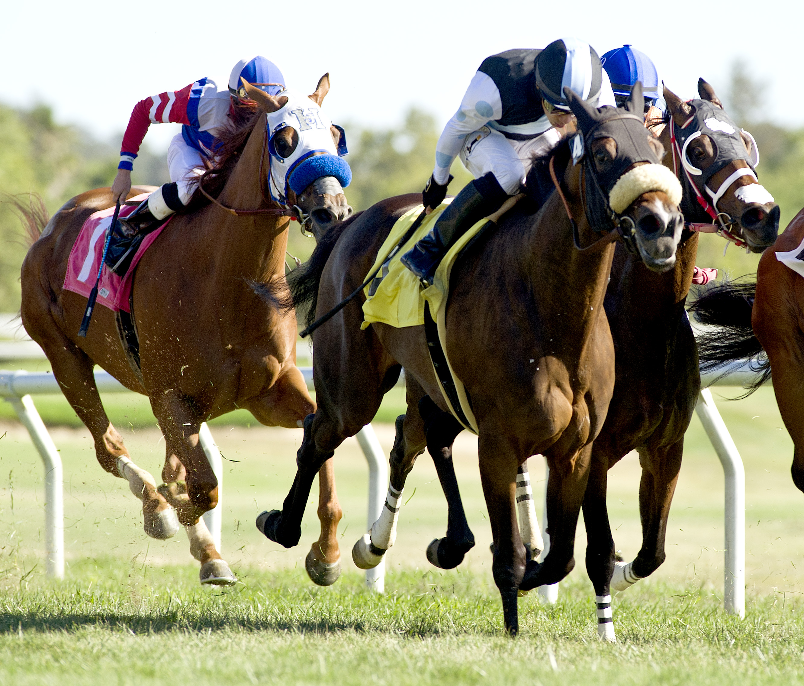The Tulip (no. 4) in the 2018 Luther Burbank Stakes