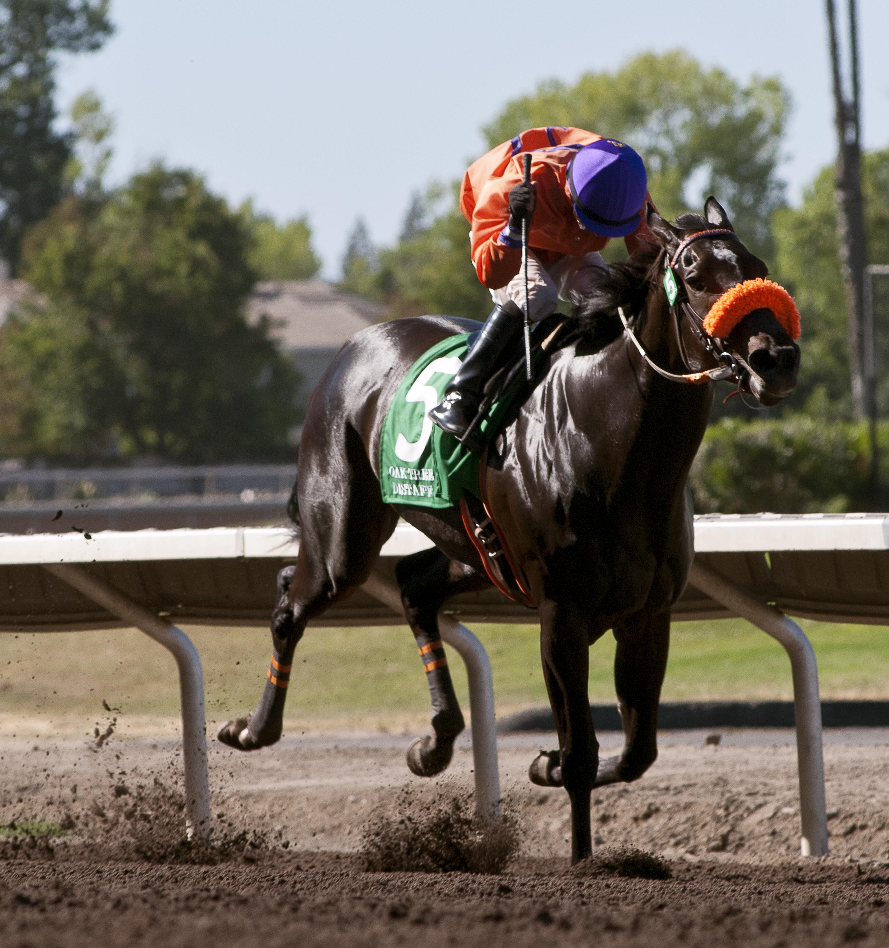 Tribal Gal wins 2014 Oak Tree Distaff