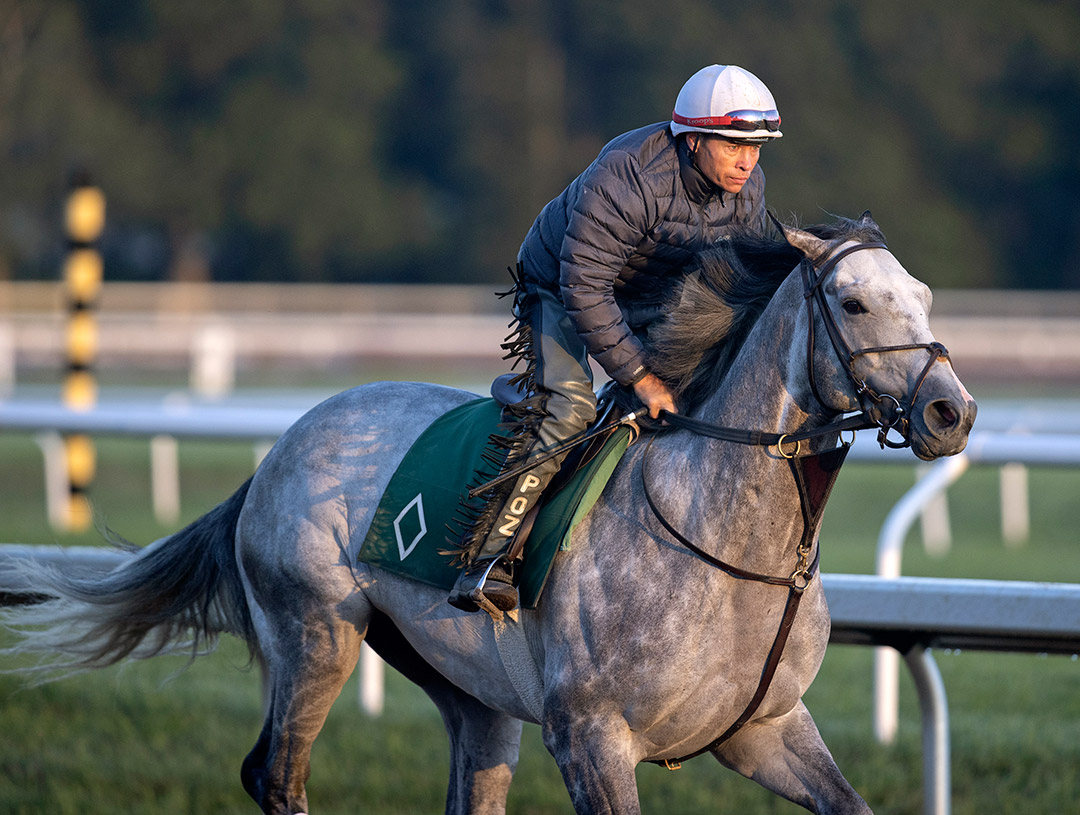 Tacitus trains at Saratoga Race Course on Sept. 11