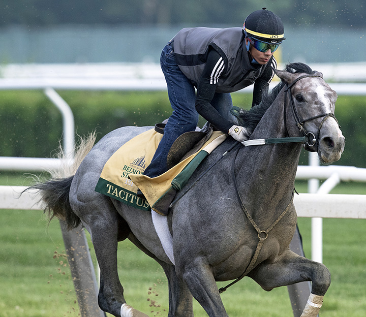 Tacitus trains at Belmont on June 2