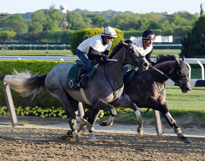 Tacitus trains at Belmont on May 18