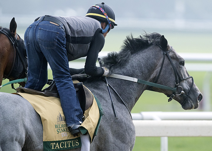 Tacitus trains at Belmont on June 2