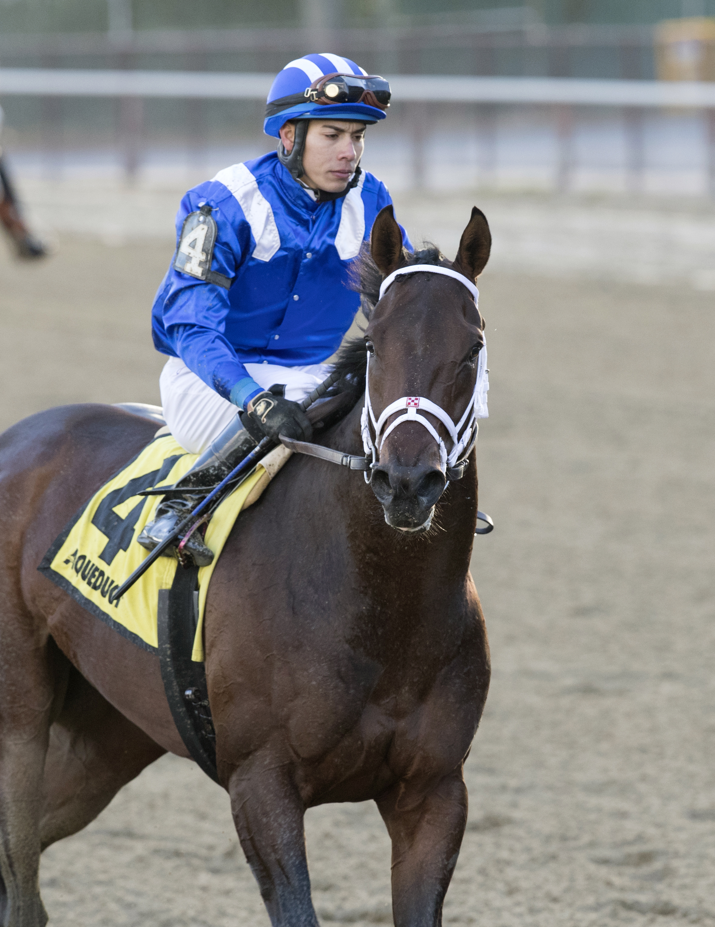 Takaful after the Remsen Stakes