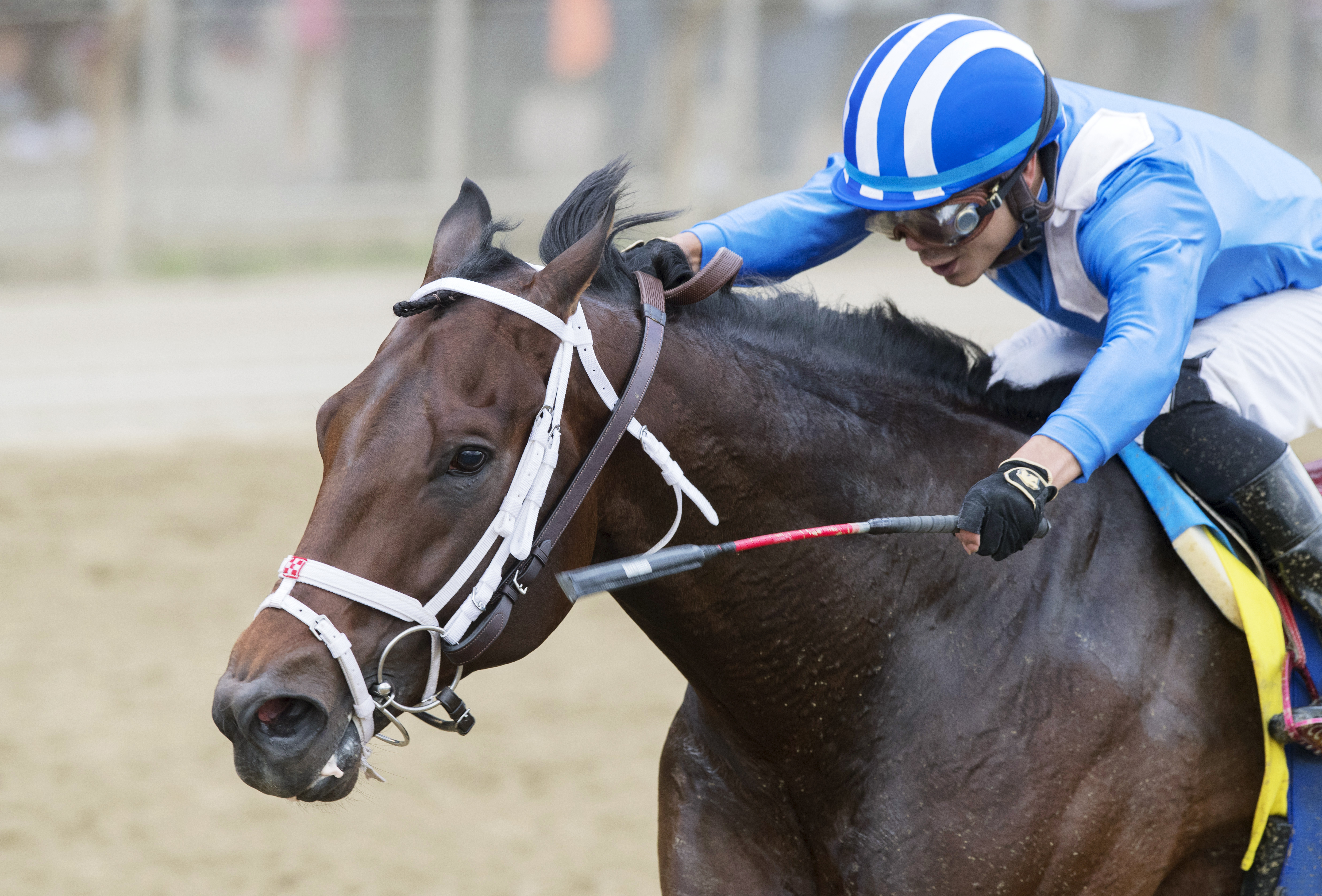 Takaful wins the 2017 Vosburgh Stakes