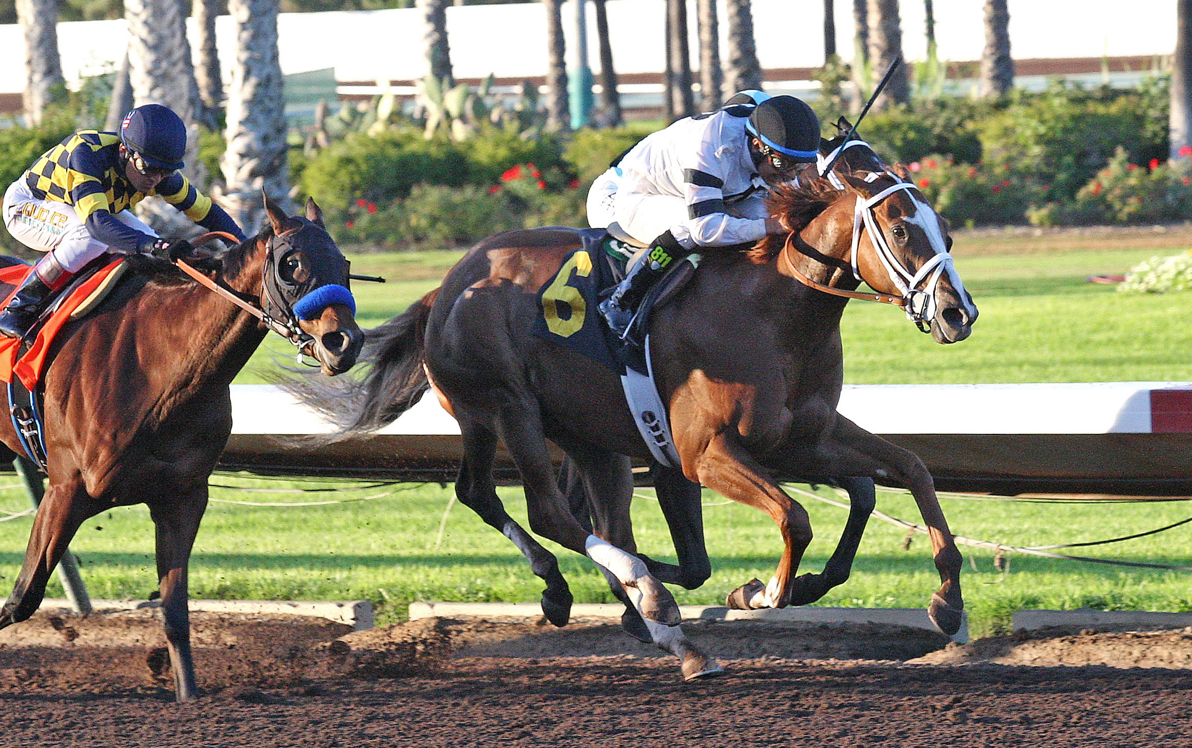 Take Charge Brandi wins the Starlet Stakes