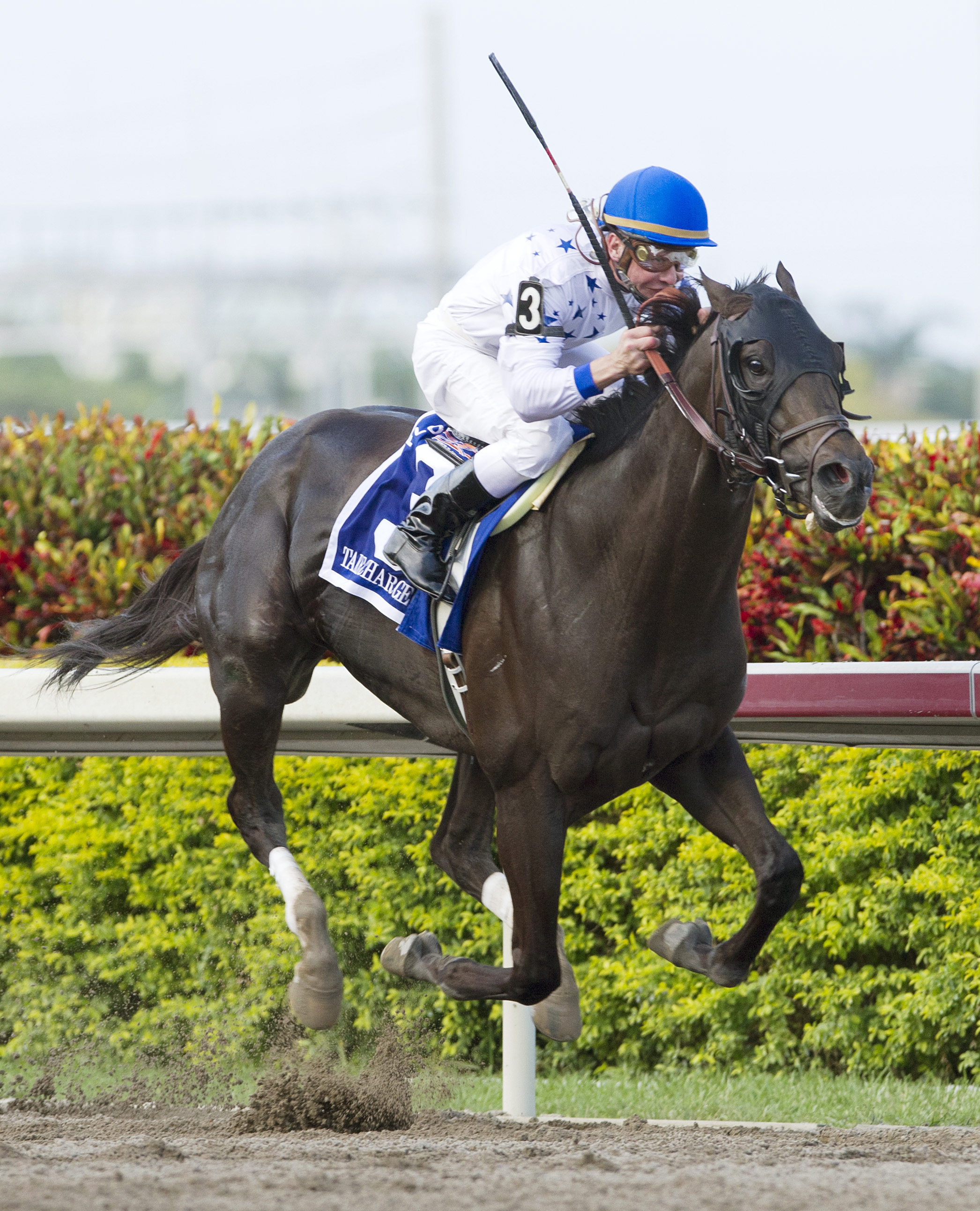 Take Charge Indy wins the 2012 Grade 1 Florida Derby