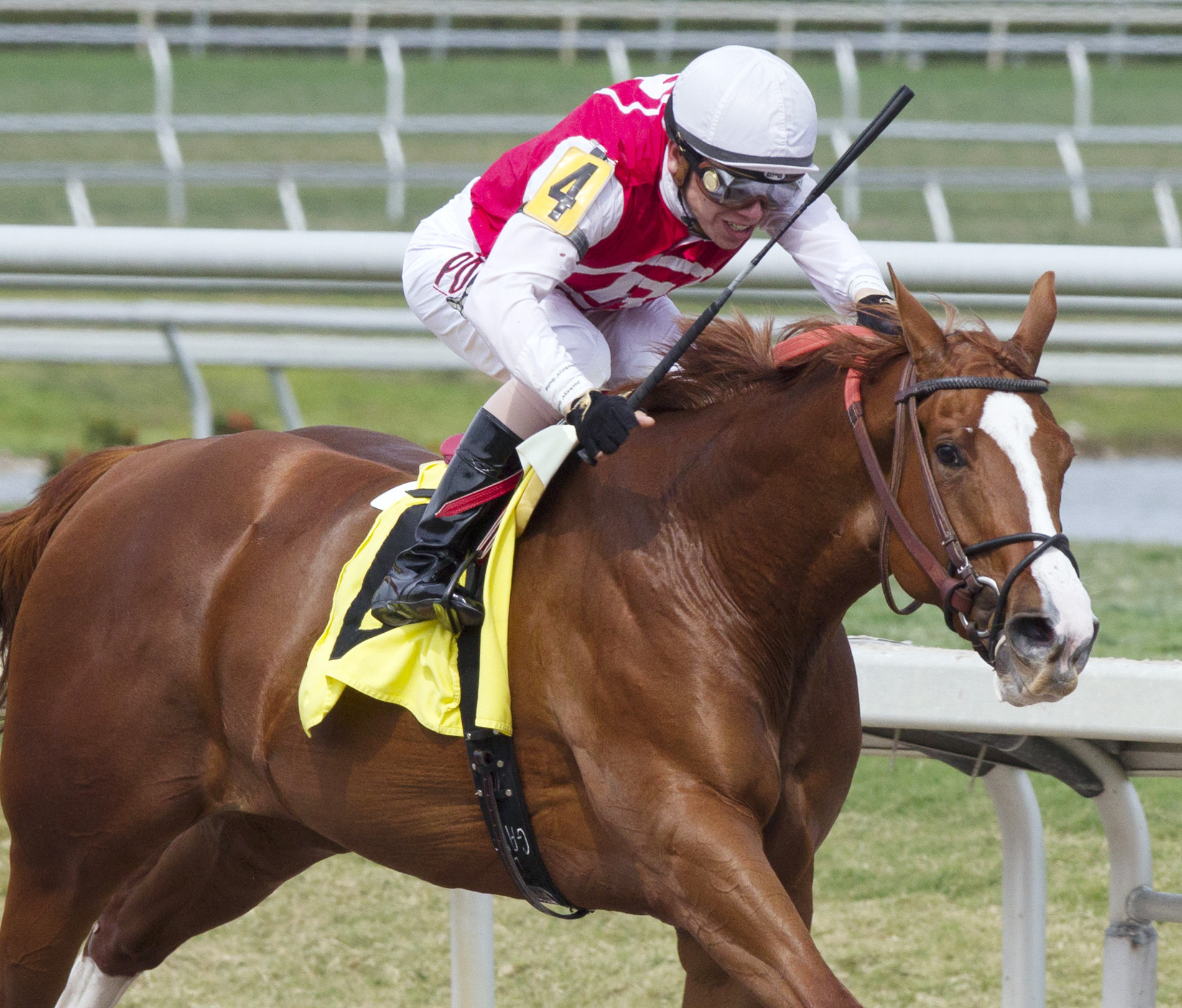 Takeittotheedge wins a maiden race at Gulfstream Park