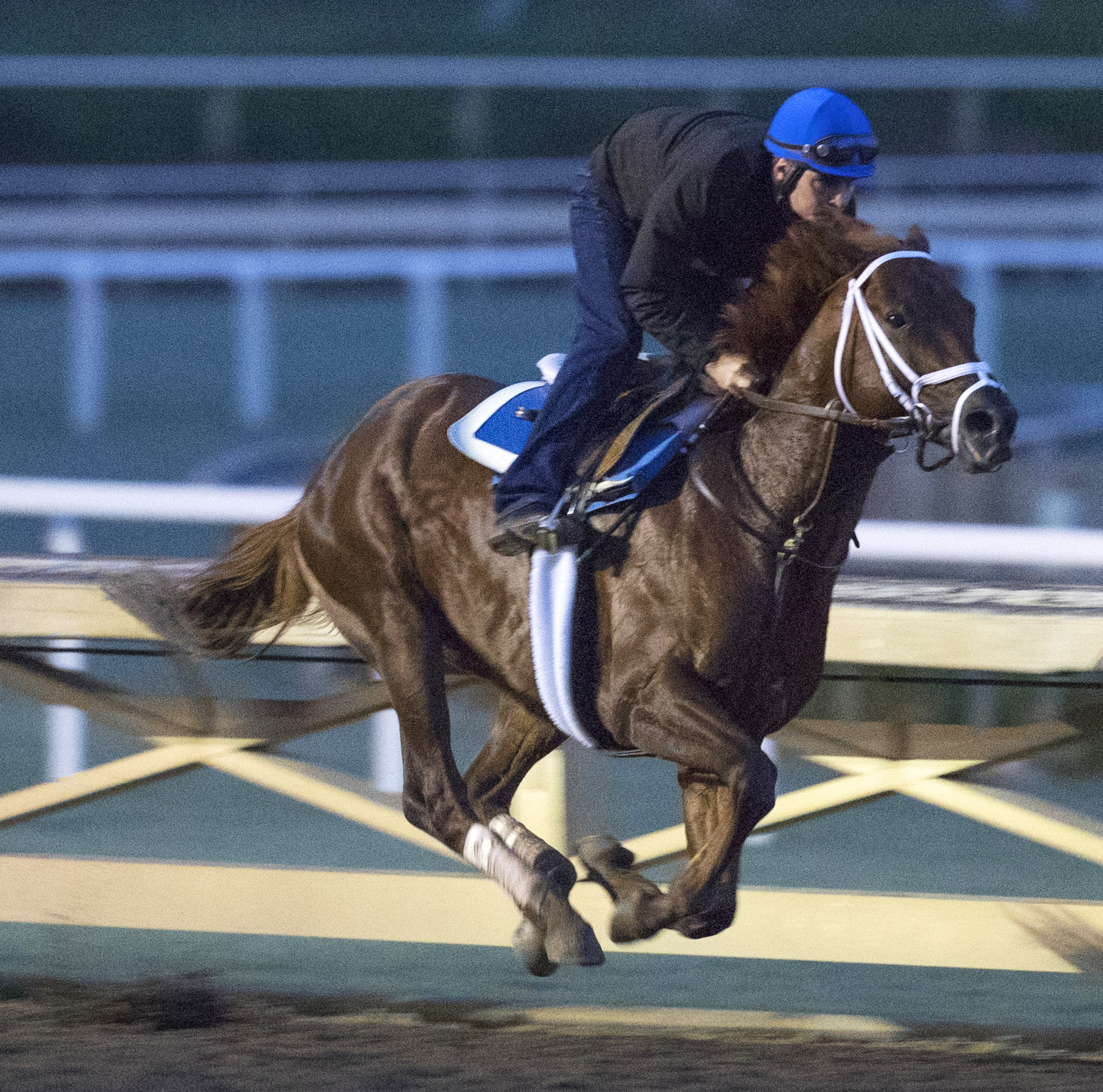 Tamarkuz trains at Santa Anita on Oct. 27
