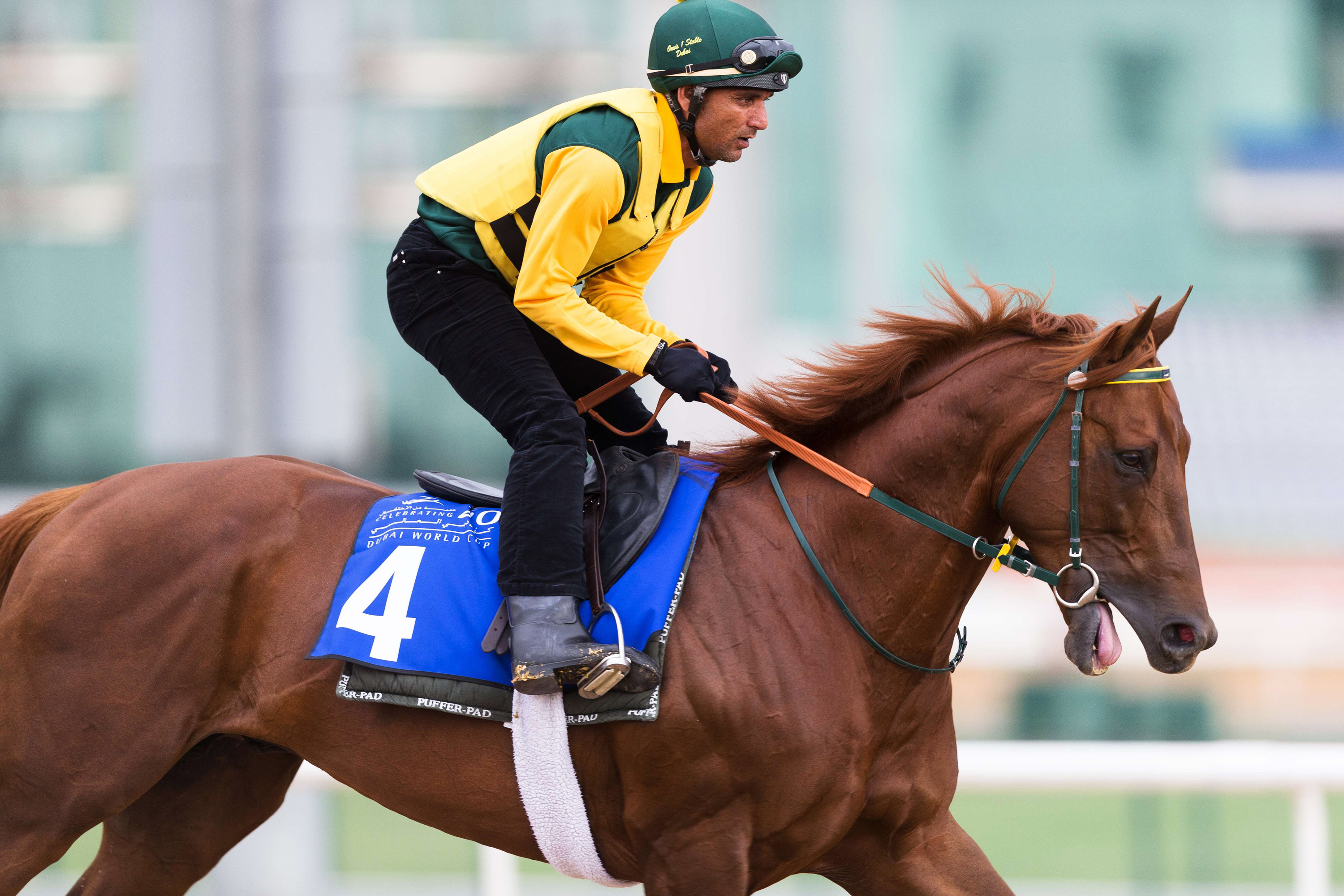 Tamarkuz trains at Meydan Racecourse