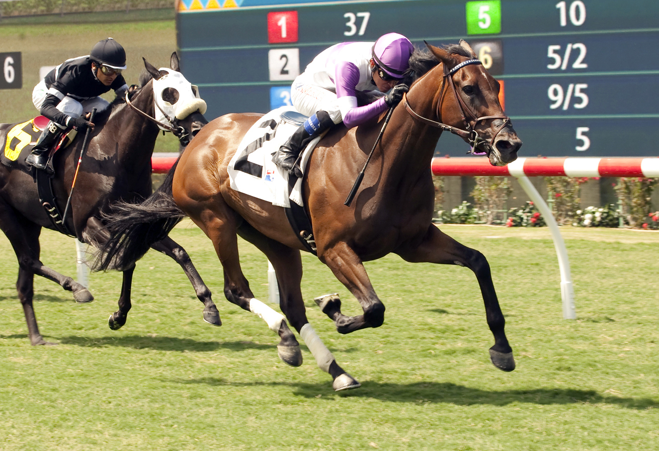 Tangelo wins a maiden race