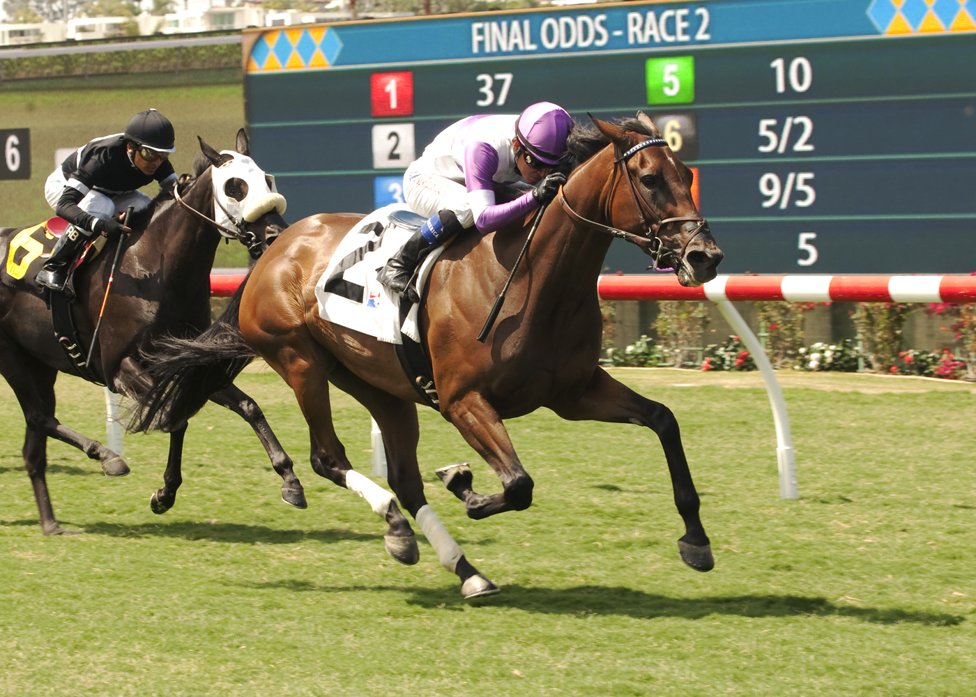Tangelo wins a maiden race