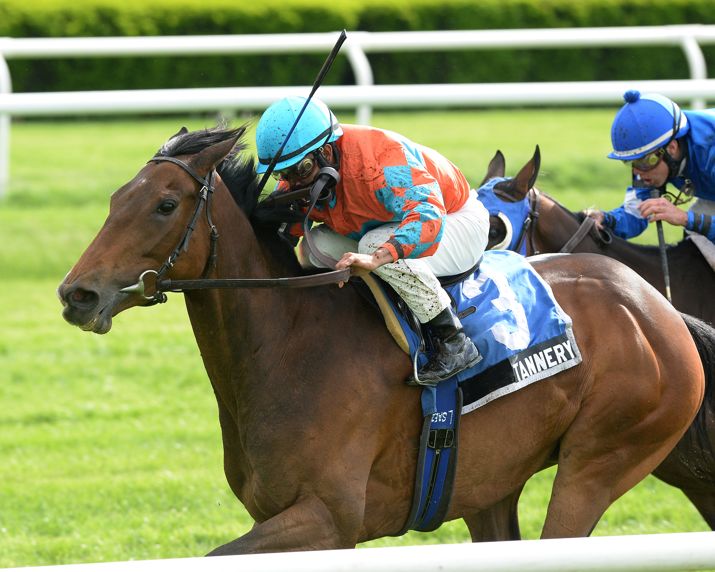 Tannery, Sheepshead Bay Stakes