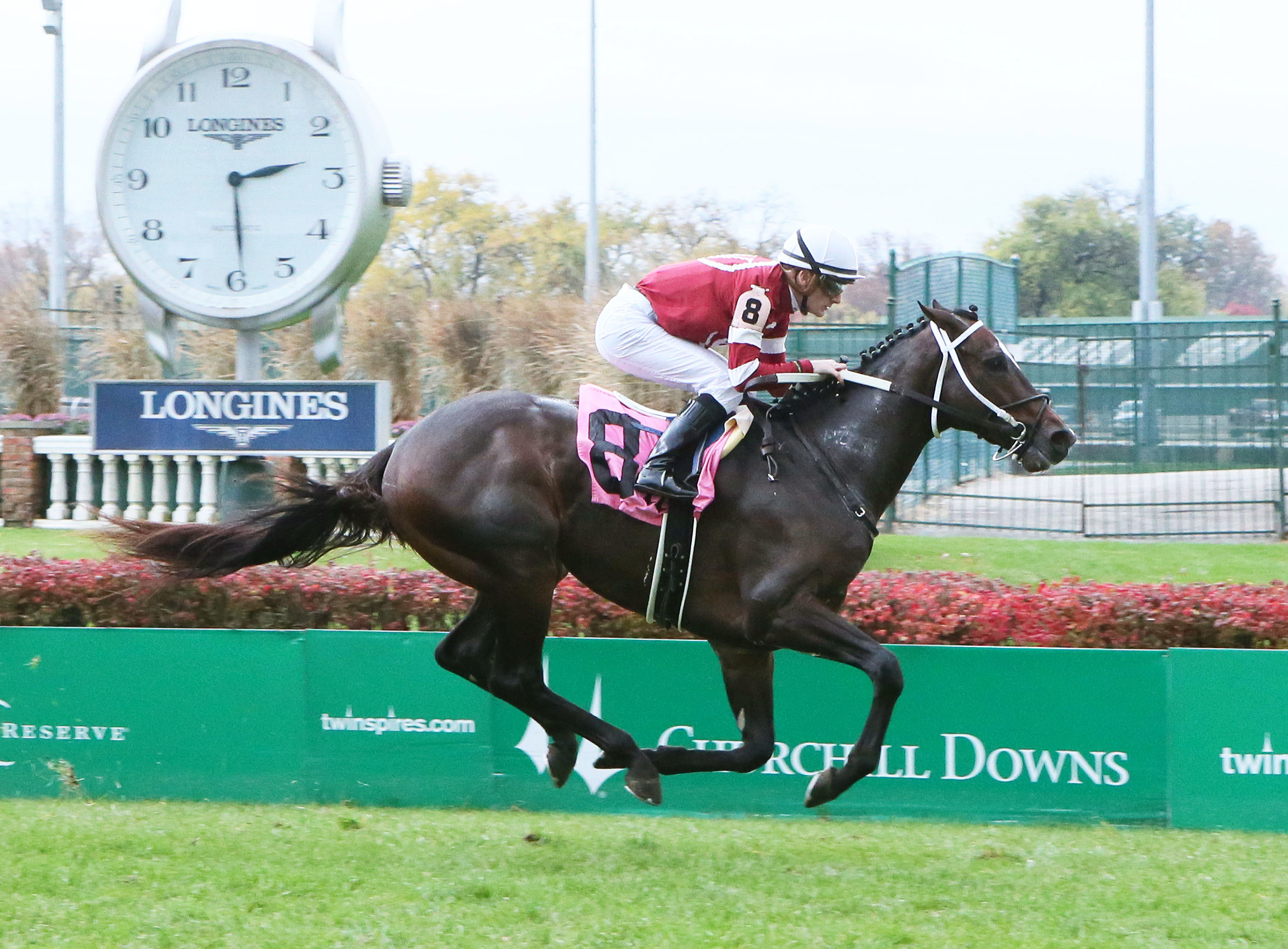 Tap Daddy wins a Nov. 18 allowance race