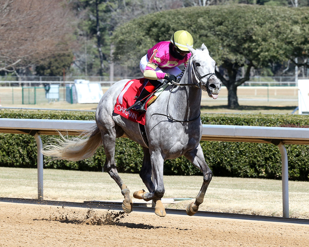 Tap for Me wins a Feb. 13 maiden race at Oaklawn