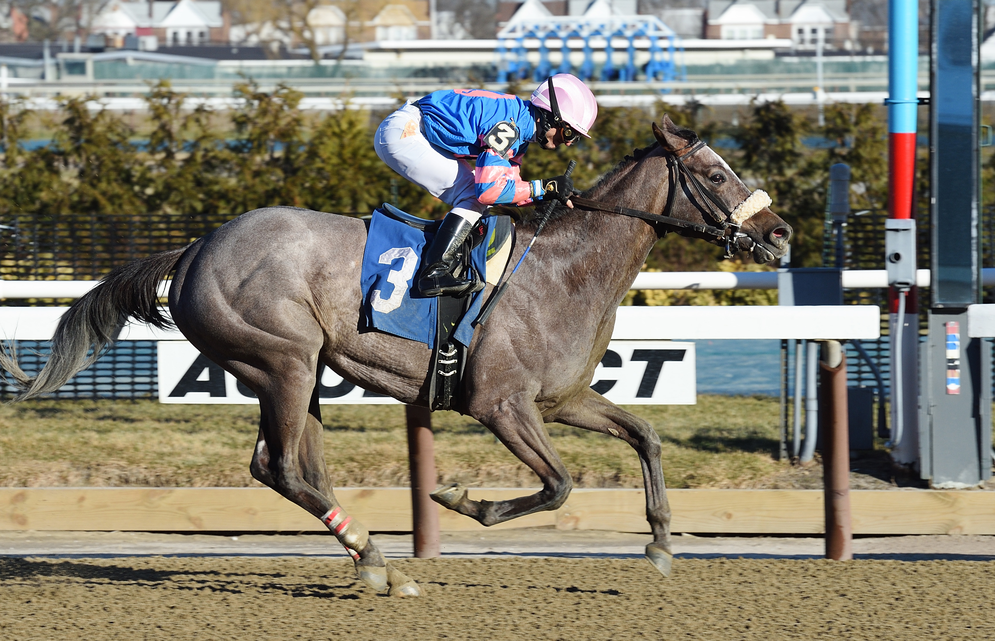 Tapa Liath wins a maiden race at Aqueduct