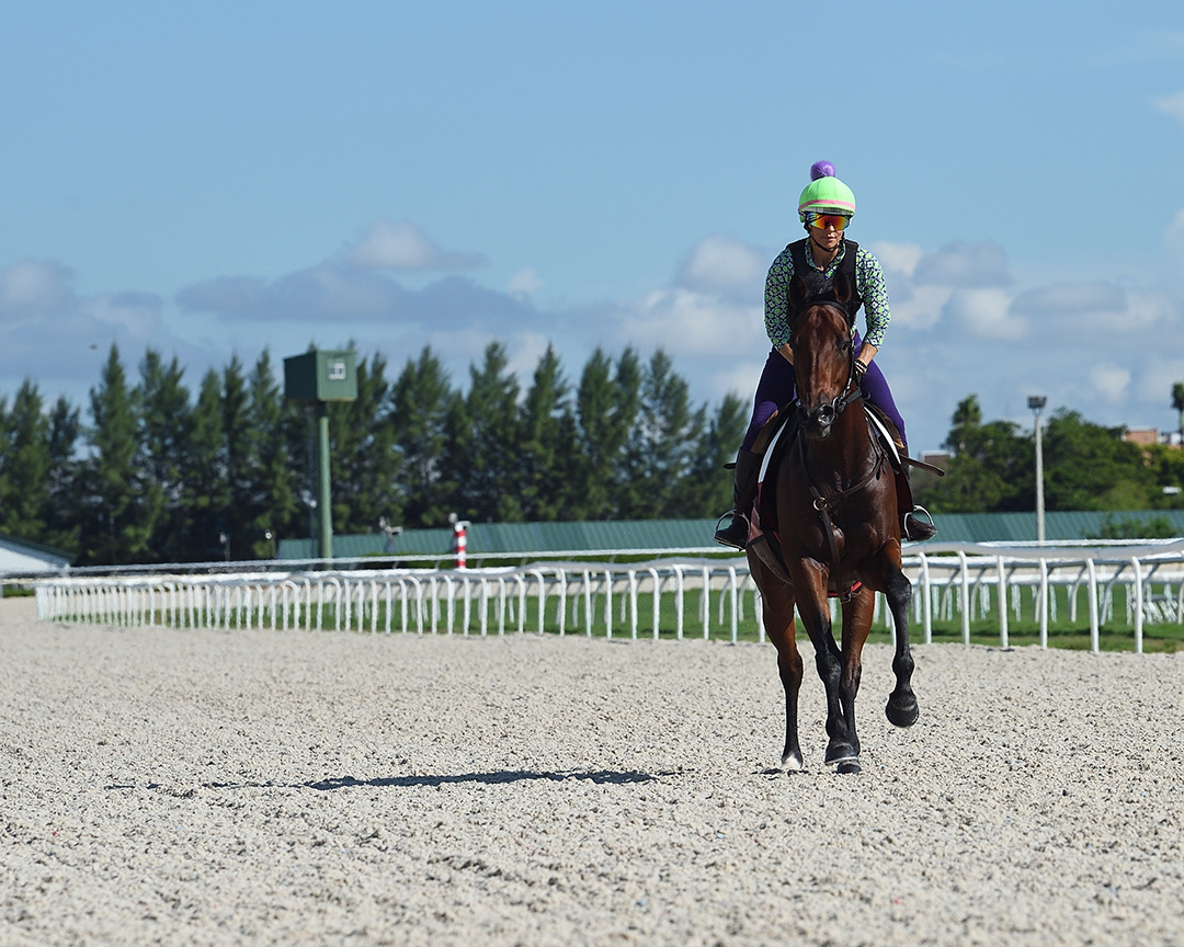 Training on new Tapeta surface at Gulfstream Park, Sept. 24, 2021