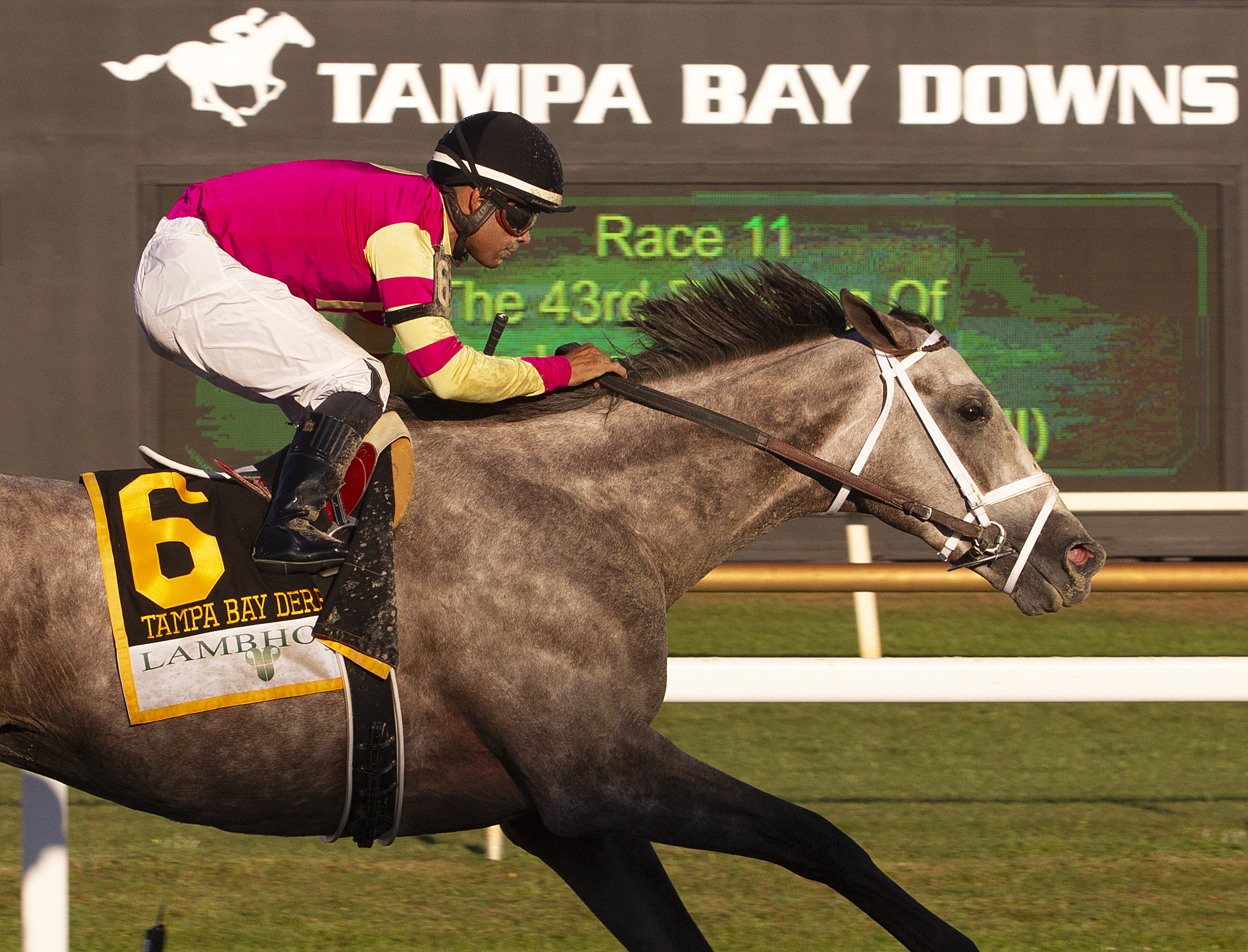 Tapit Trice, Tampa Bay Derby