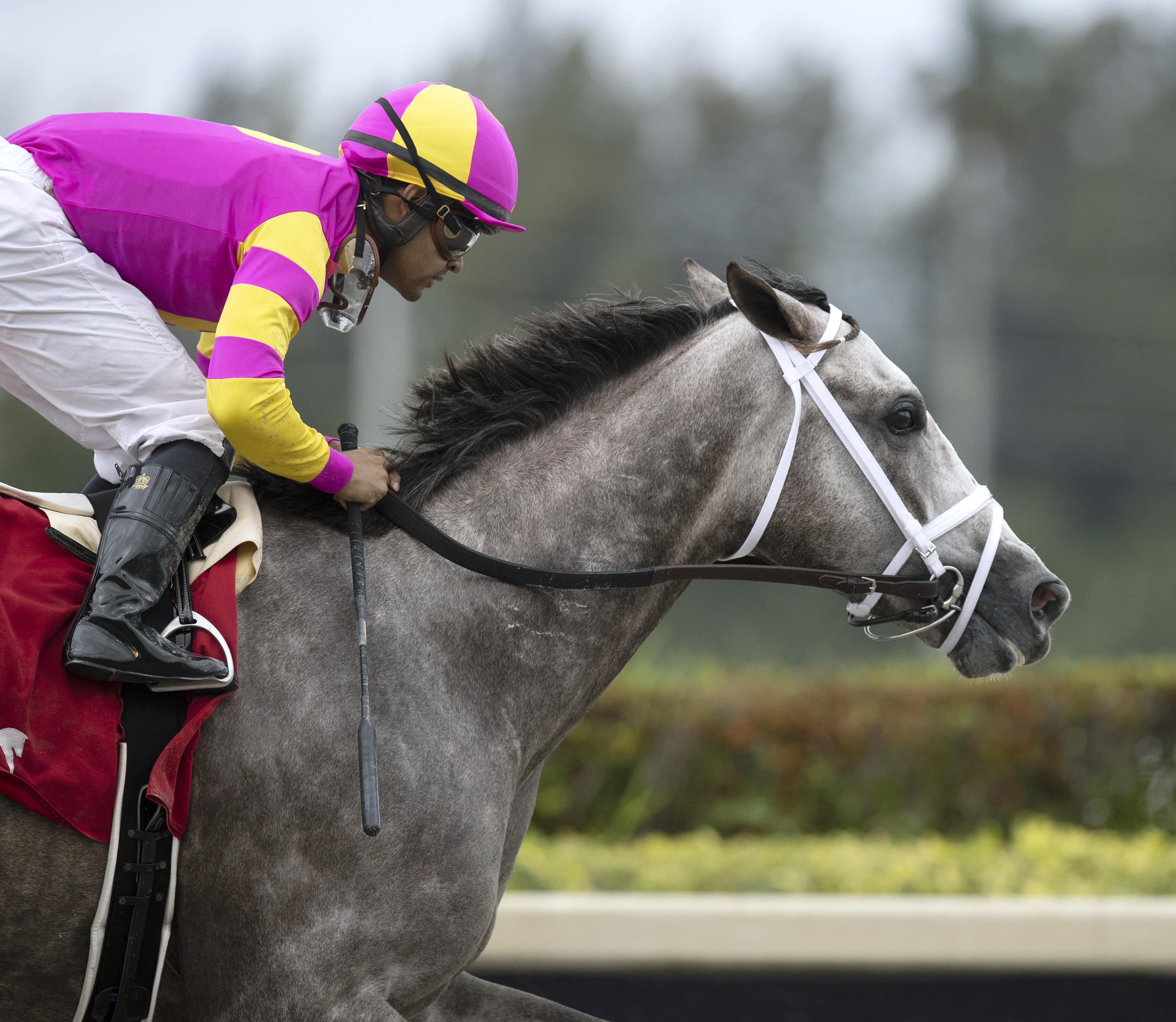 Tapit Trice