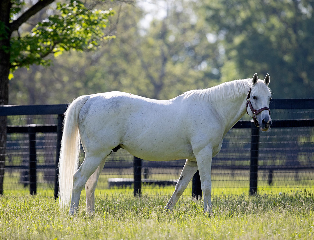 Tapit at Gainesway Farm in May 2021
