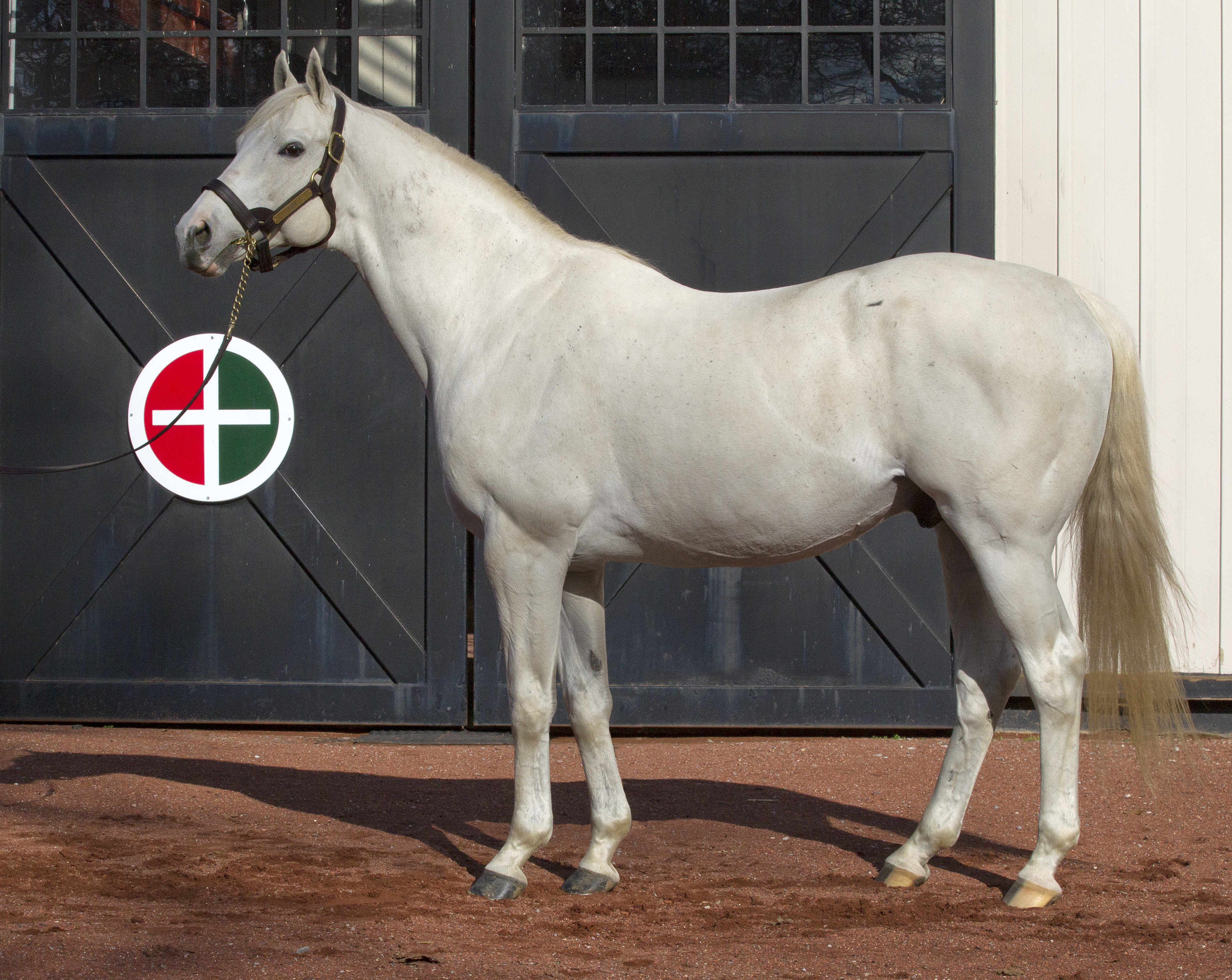 tapit