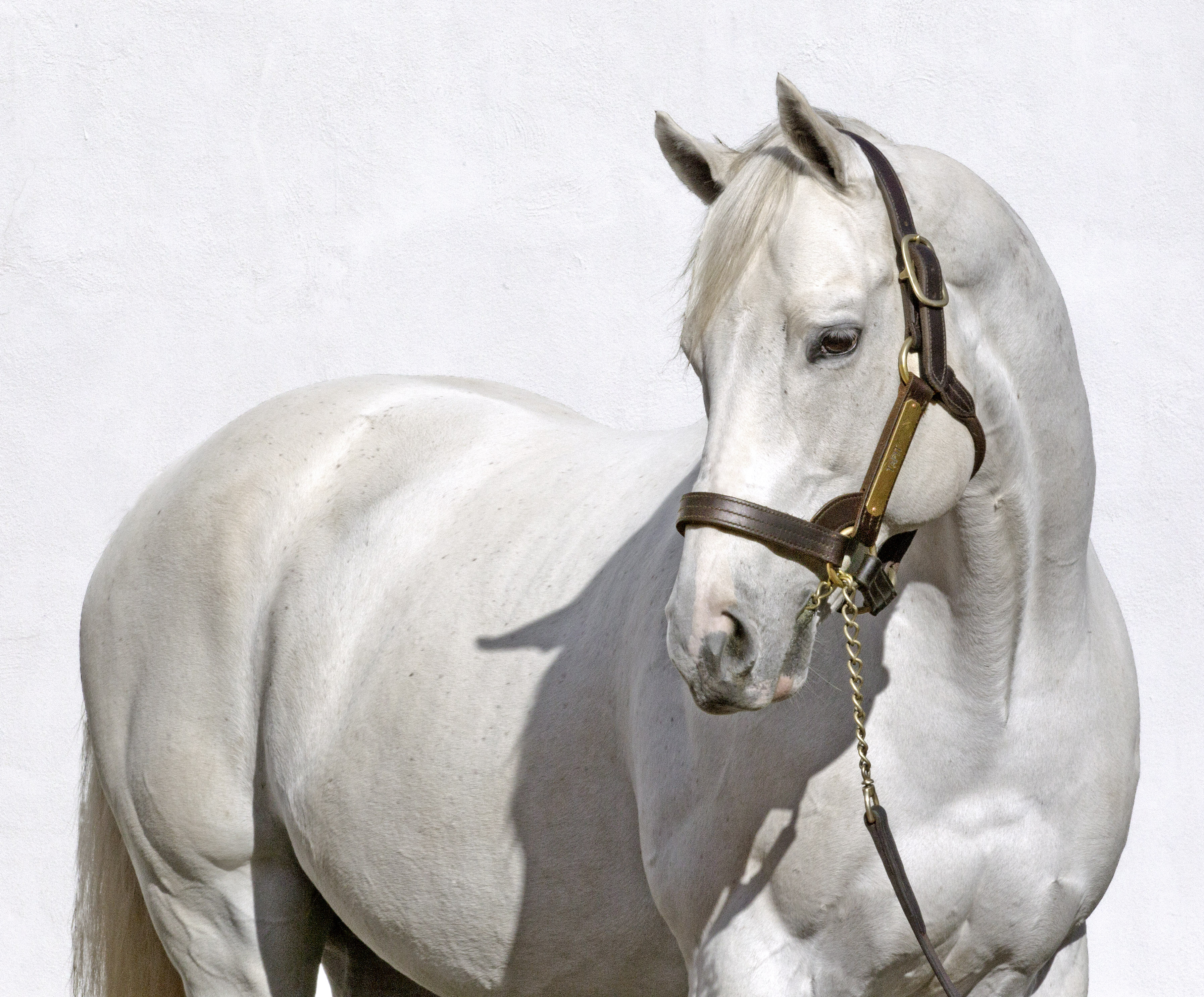 Tapit 2015