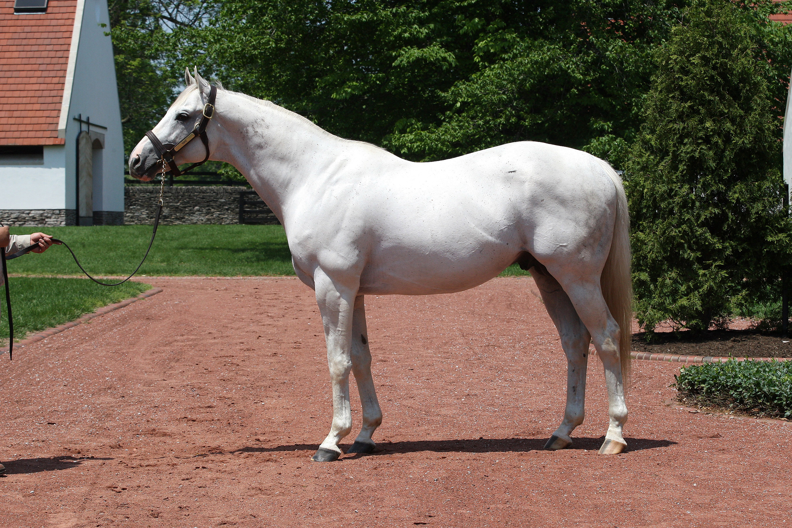 Breeding and Sales Review: Tapit reigns supreme